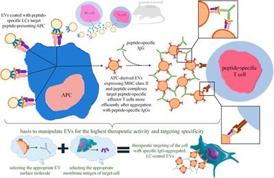 Increasing the Therapeutic Efficacy of Extracellular Vesicles From the Antigen-Specific Antibody and Light Chain Perspective
